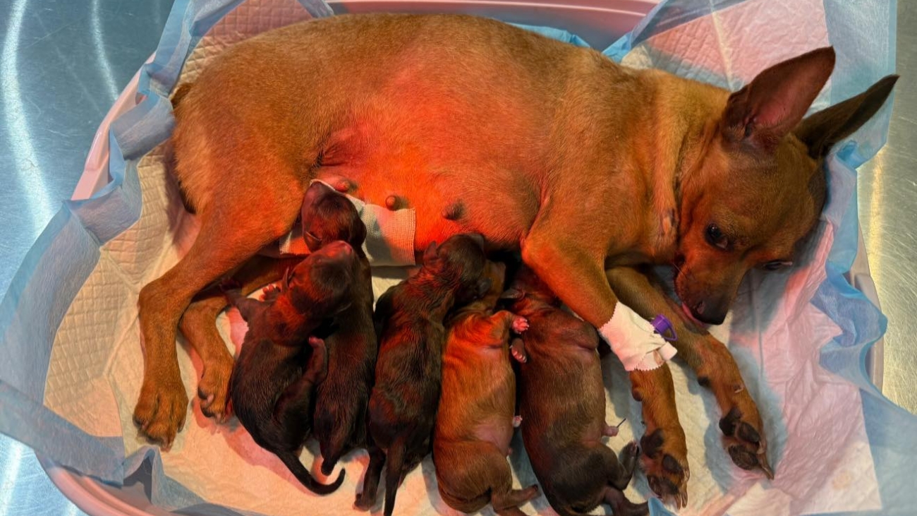 Khám và mổ đẻ trọn gói -Mina đẻ con an toàn tại Nasa pet