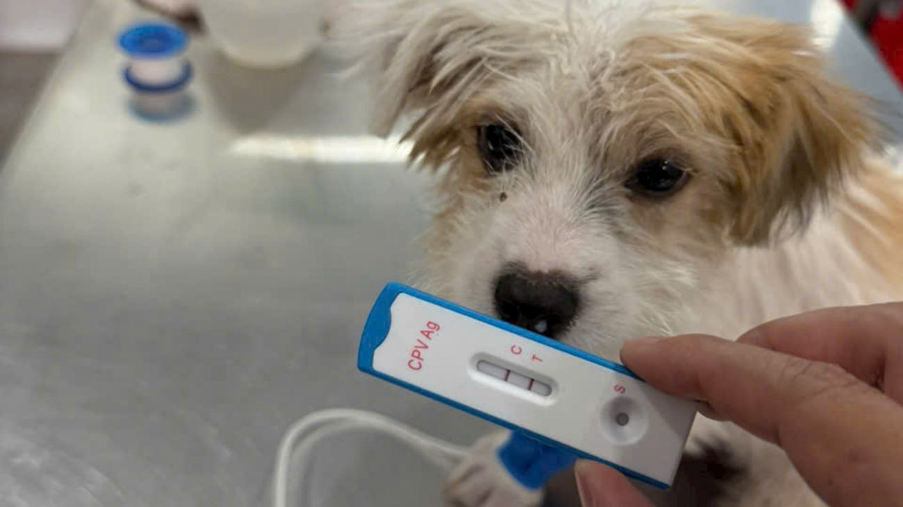 Parvo