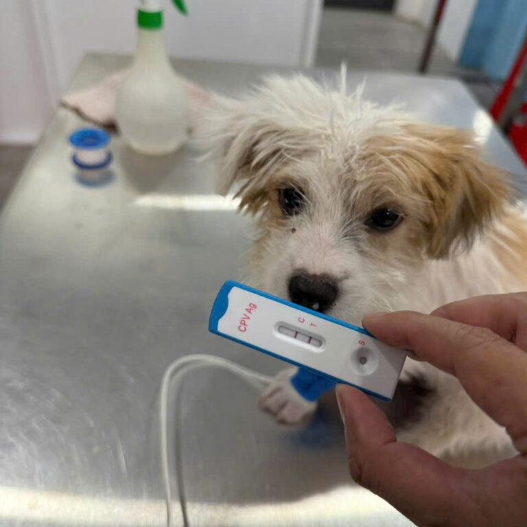 Dấu hiệu Boss bị Parvo virus tấn công