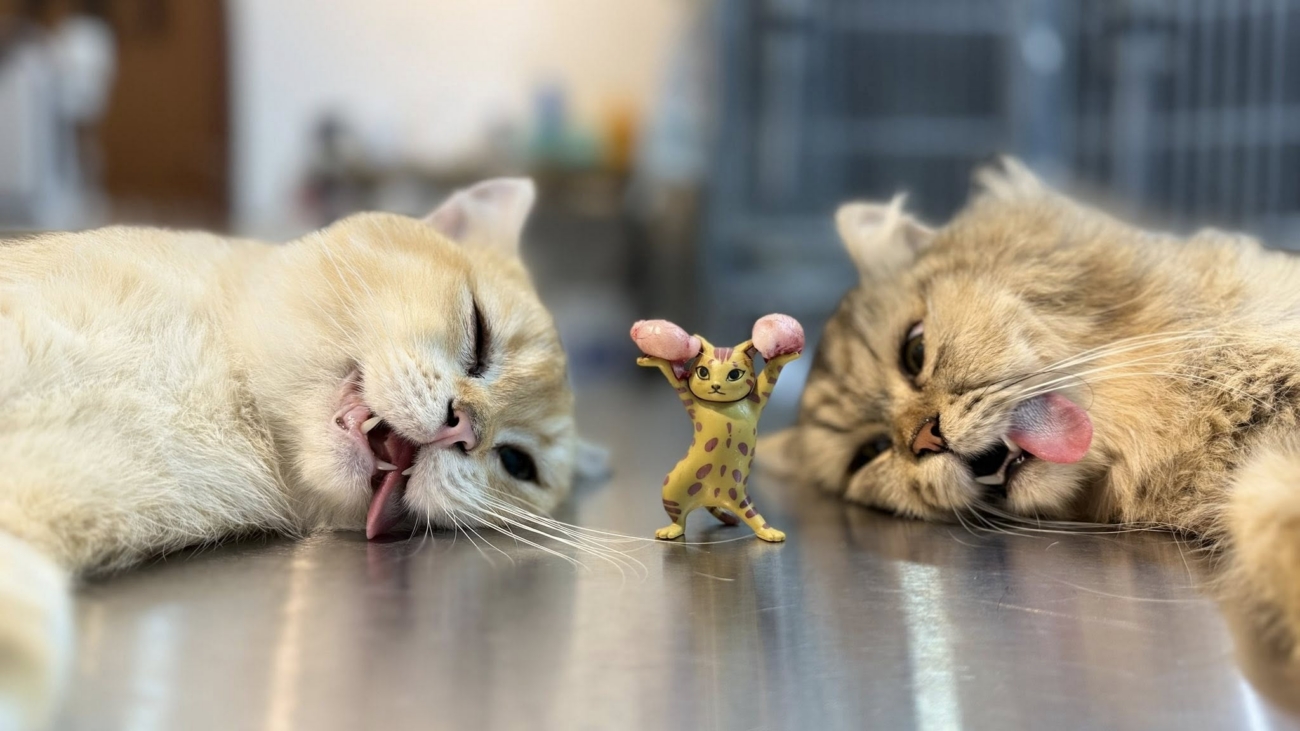 Triệt sản Mèo đực tại Nasa pet