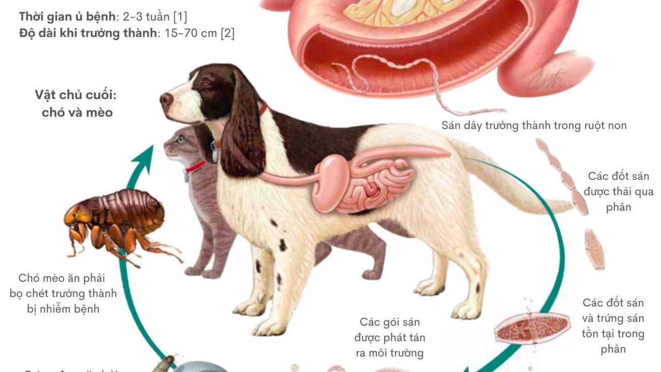 sán giun ở chó