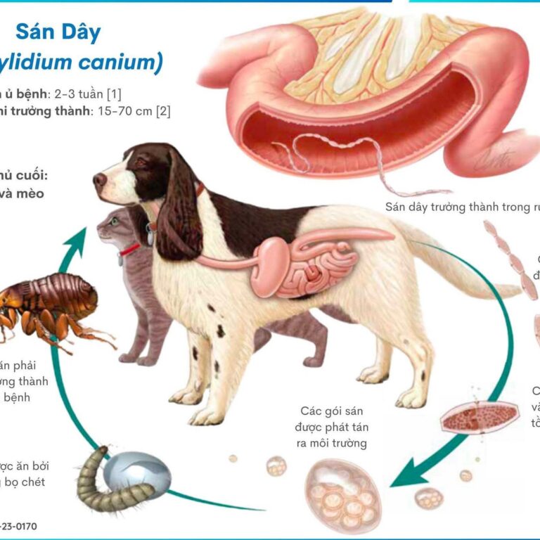 Bệnh sán – giun